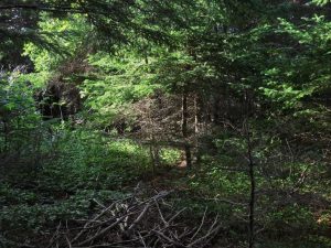 Christopher Robin forest on Shrine Hill, Gampo Abbey, Cape Breton