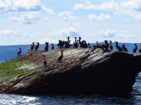 Cormorants on rock, Bird Islands, Donelda's Puffin Tours, NS