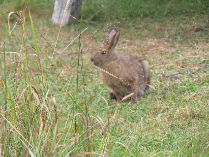 Cute rabbit at Point Wolfe Campground, Fundy, NB