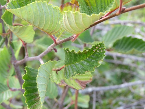 Leaf adaptations of bog plants, Campobello, NB