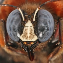 Bee's composite eyes clearly seen as well as other head features
