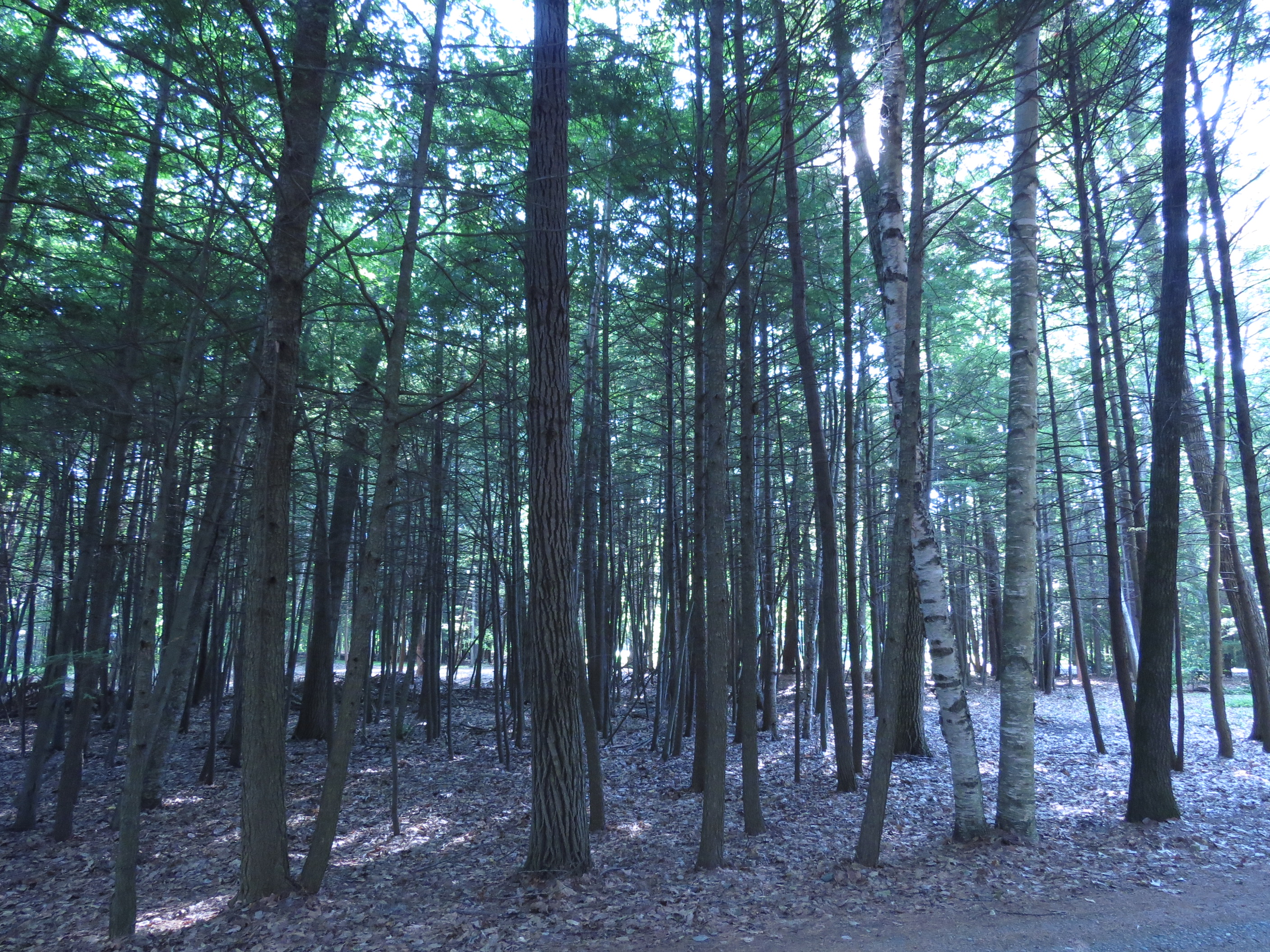 Conifer grove by Jim's house, Lyman