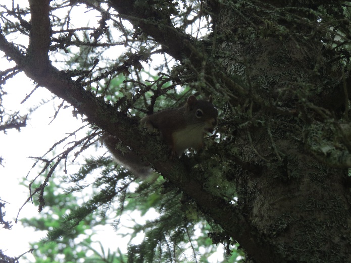 C:\Users\Orit\Pictures\US-Canada trip 2016\Canada - first trip\Cape Breton\Mount Franey\IMG_4105.JPG