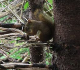 Mountain squirrel