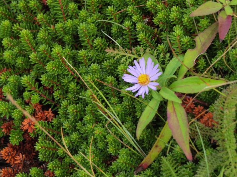Daisy, Meat Cove