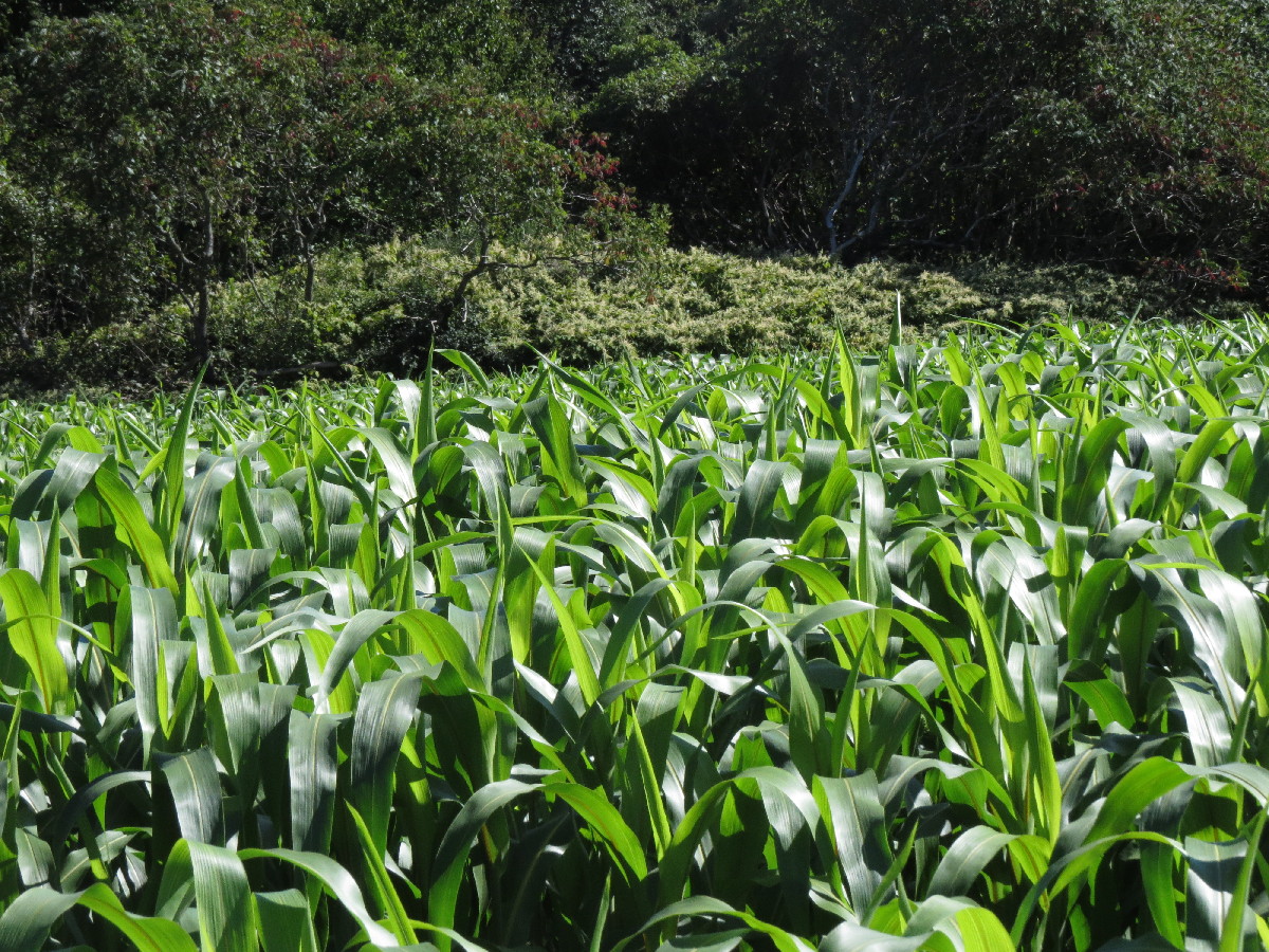 The corn fields of Vermont