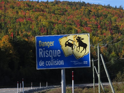 Watch out for moose! Gaspe, Route 132, QC