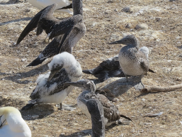 Gannet chicks, fledlings, Bonaventure Island , Gaspe Peninsuala, QC