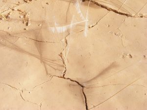 Erodium (Stork's Bill) seeds corkscrewing into cracks in desert soil