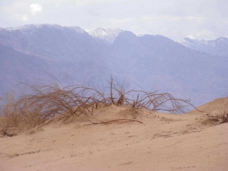 Desert bush against snowy Edom mountains, Arava 2013