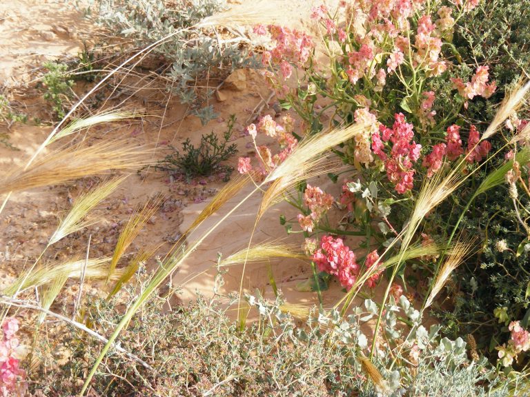 Grasses and flowers blooming in the Arava extreme desert