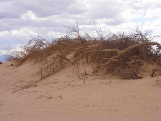 Desert plants holding fast to the dune, Arava