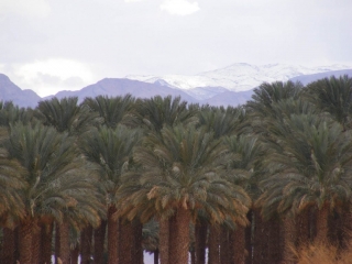 Kibbutz palm grove and snowy Edom mountains