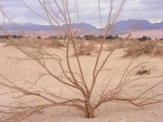 A tree in Arava Desert. Background: snowy Edom moutains