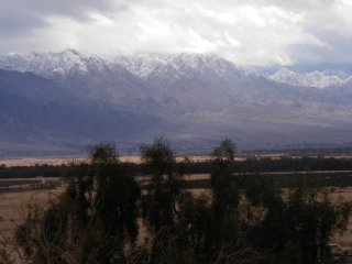 Arava Trees against snowy Edom mountains