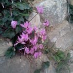 Cyclamens bloom in late winter early spring