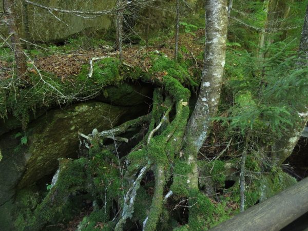 Trees rooting at Lost River Gorge and Caves Reserve, NH