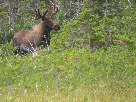 Moose on the loose, Gros Morne