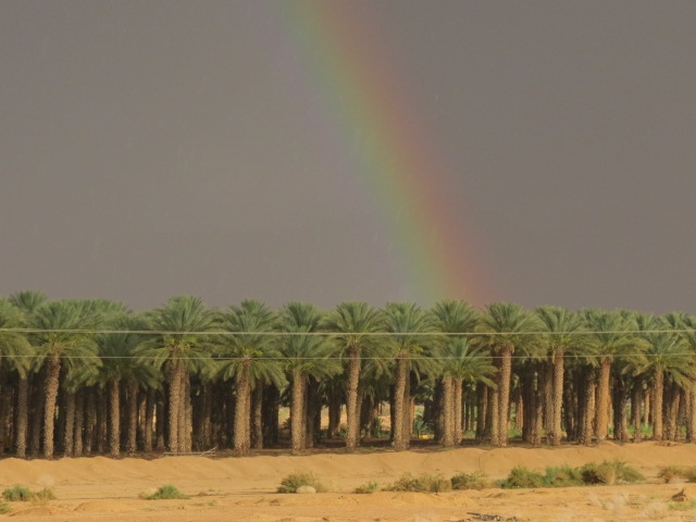 Ktura's palm orchards with rainbow. Aug, 2014. Arava