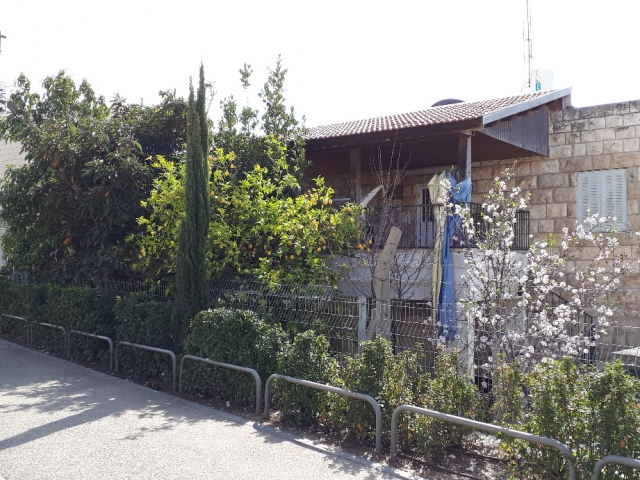Almond in bloom, orange tree and loquat. Beit Safafa