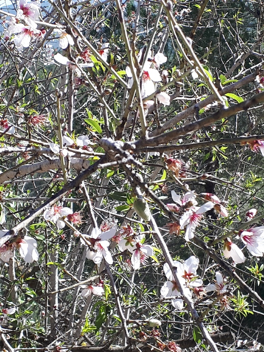 Israeli sakura. Almonds in bloom