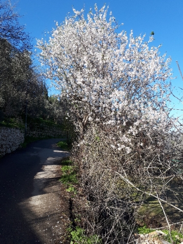 Ein Karem almond bloom, road to Hadassa, Jerusalem, Israel