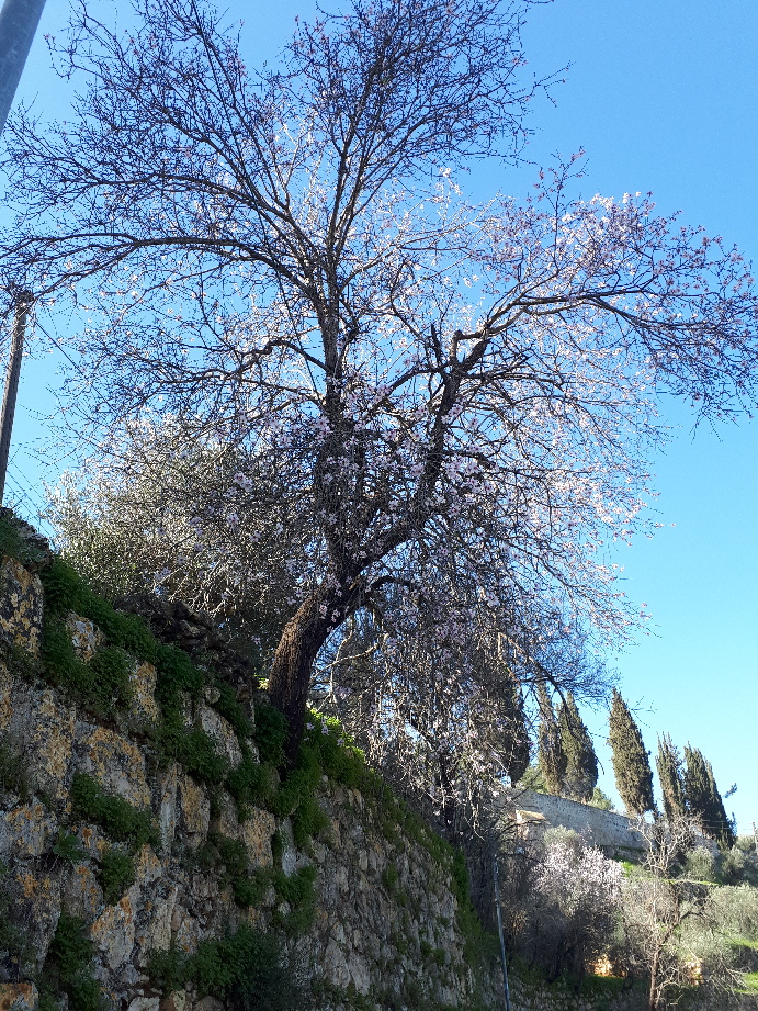 Ein Karem almond bloom on monastery wall, Jerusalem, Israel