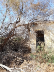 Abandoned military structure with desert tree. kalya