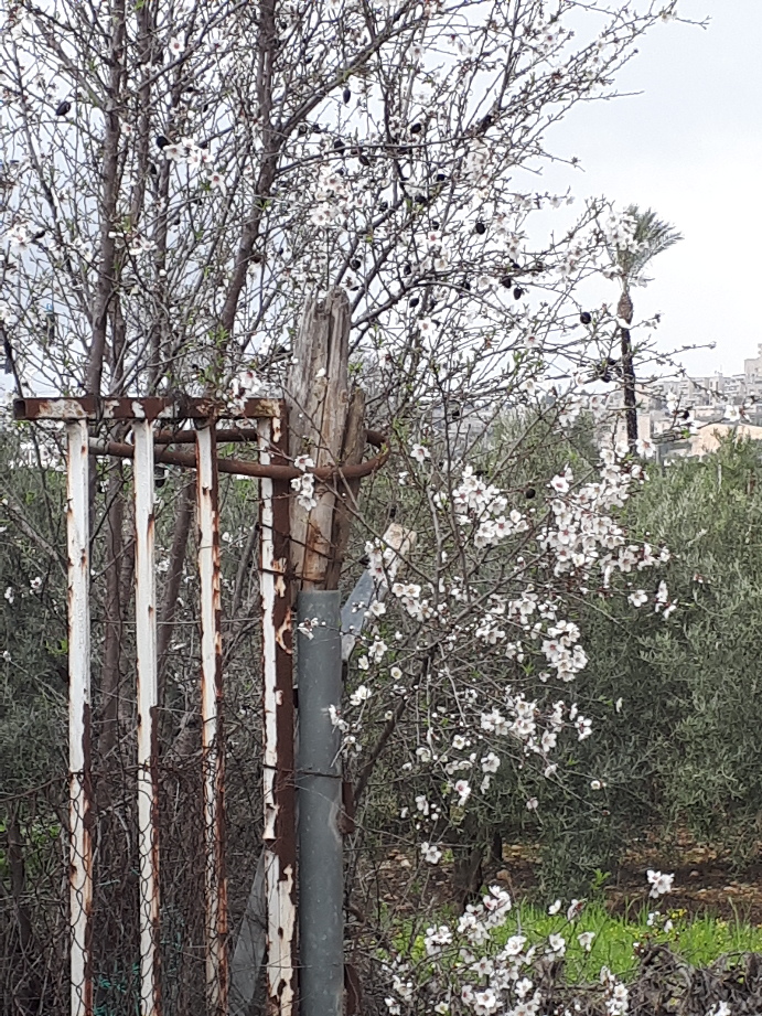 Almond bloom near Beit Safafa. Hameila Park, Jerusalem