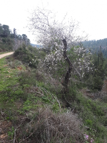 Almond bloon, Har Eitan, Judean hills, Israel