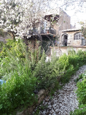 Almond petals in alley with tree. Ein Karem, Jerusalem