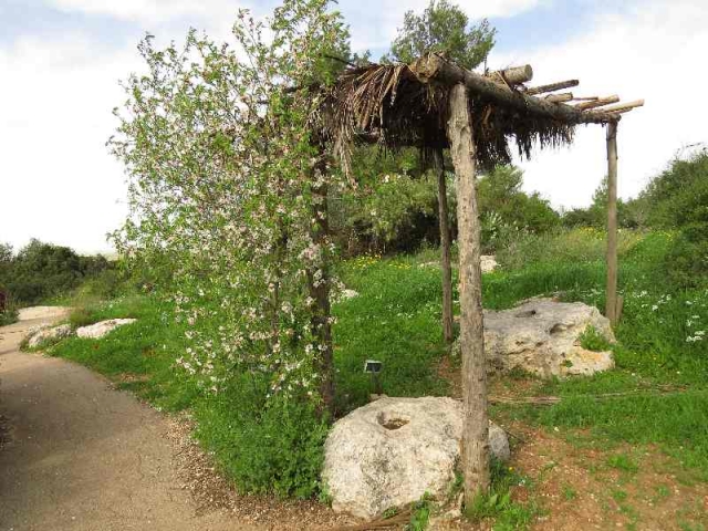 Sukka with almond tree in bloom. Neot Kedumim