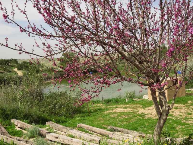 Tree blooming by pool at Neot Kedumim, Israel