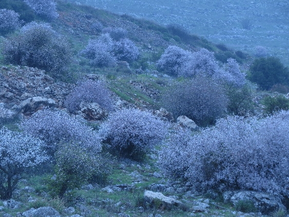 Galilee Sakura