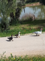 Fun in the sun for Neot Kedumim ducks.