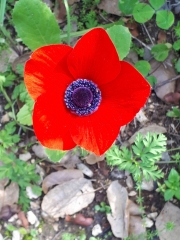 Heart of the anemone, Neot Kedumim in bloom