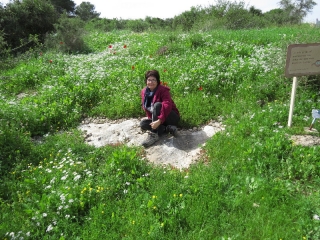 Ma'ayan in blooming meadow, Neot Kedumim
