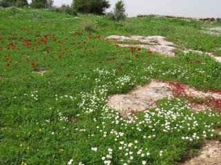 Early spring, Neot Kedumim