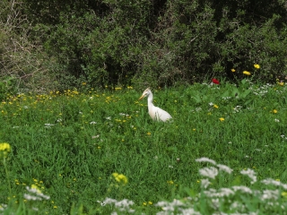 Egret, Neot Kedumim, Israel