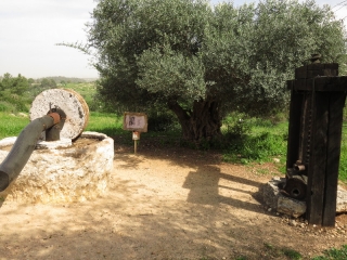 Oil press by old olive tree, Neot Kedumim, Israel