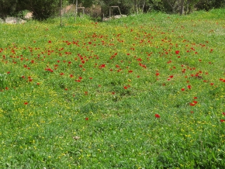 Anemone bloom, Neot Kedumim, Israel