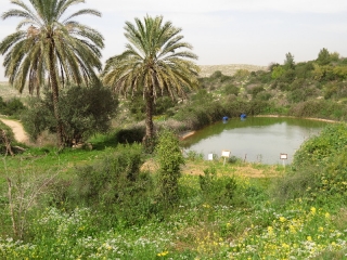Palms and pond at Neot Kedumim, Israel