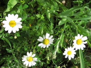 Anthemis (kachvan)  in bloom, Neot Kedumim
