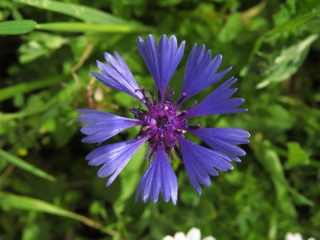 Syrian Cornflower-thistle (Dardar Kachol), Neot Kedumim, Israel