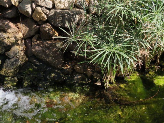 "River" inside Eilat's botanical rainforest, Israel
