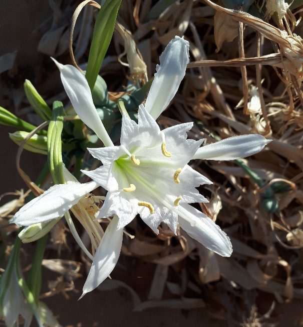 Lily of the Sharon, Netanya's cliffs