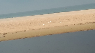 Egrets at Alexander "River" estuary Egrets at Alexander "River" estuary, Israel