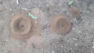 Ants "amphitheatres", Sharon area, Israel Ants "amphitheatres", Sharon area, Israel