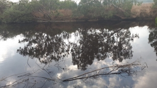 Alexander "River" reflections. Sharon, Israel Alexander "River" reflections. Sharon, Israel