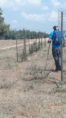 Newly-planted and protected native trees, Sharon Newly-planted and protected native trees, Sharon, Israel